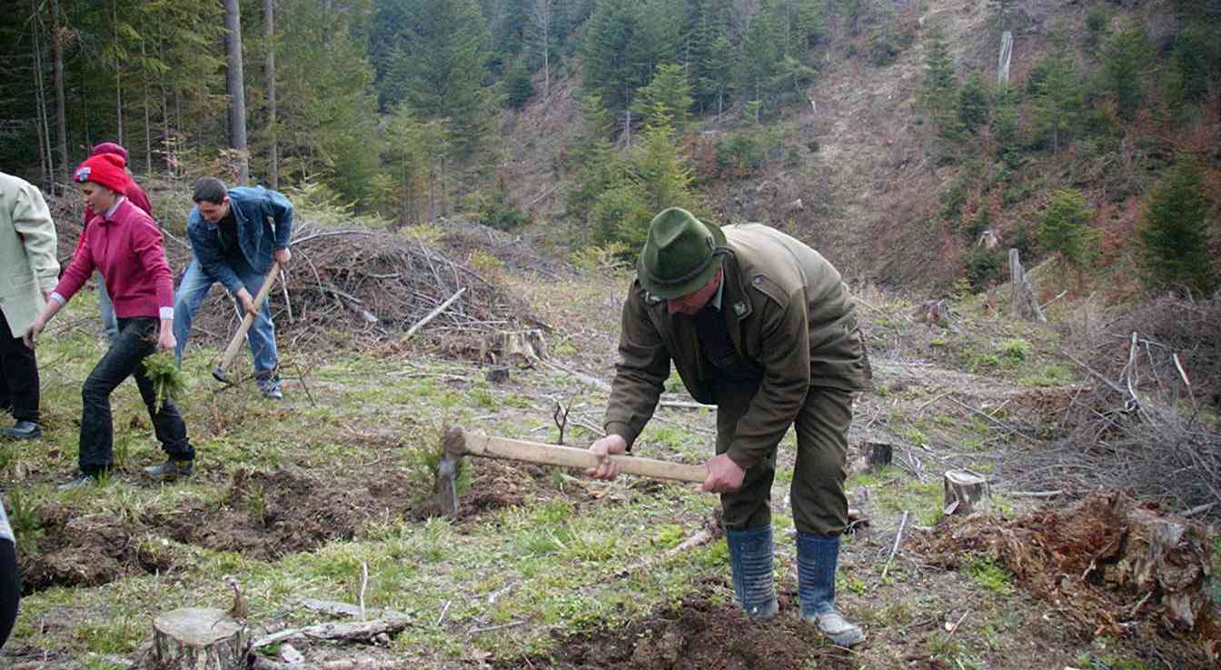 single Simplify tissue La Săcele vor fi plantați 128.600 de puieți pentru salvarea pădurii |  Monitorul Expres - Stiri Brasov