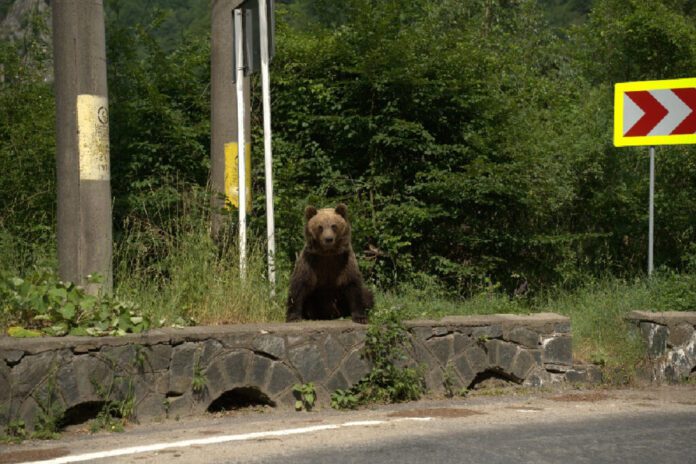 Doi turiști atacați și răniți de un urs