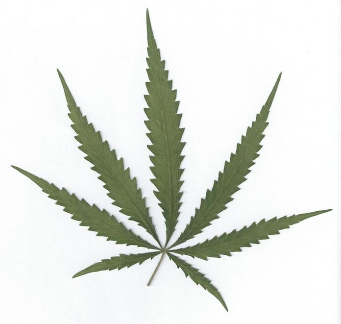 Cultură outdoor de cannabis