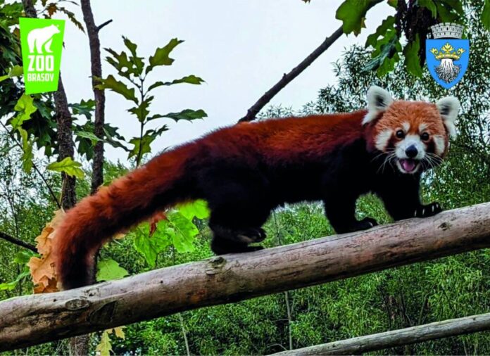 Ziua Panda Roşu la Grădina Zoologică Brașov