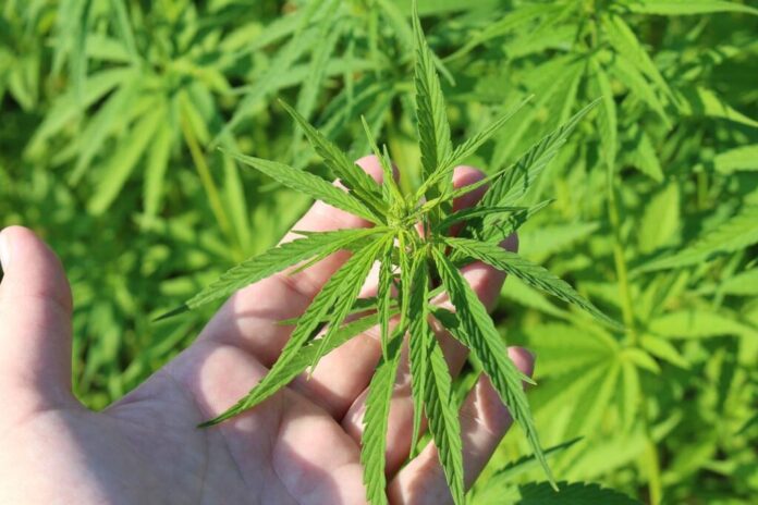 Conducători auto cercetați pentru că au șofat în Brașov după ce au fumat cannabis
