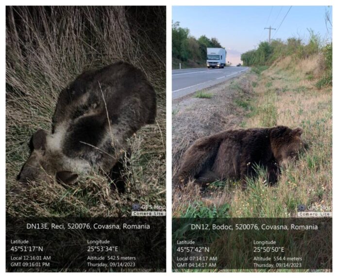 Doi urși au murit după ce au fost loviți de mașini, în județul Covasna
