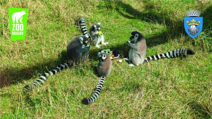 Ziua Mondială a Animalelor și Ziua Internațională a Îngrijitorilor de Animale Sălbatice, la Grădina Zoologică Brașov
