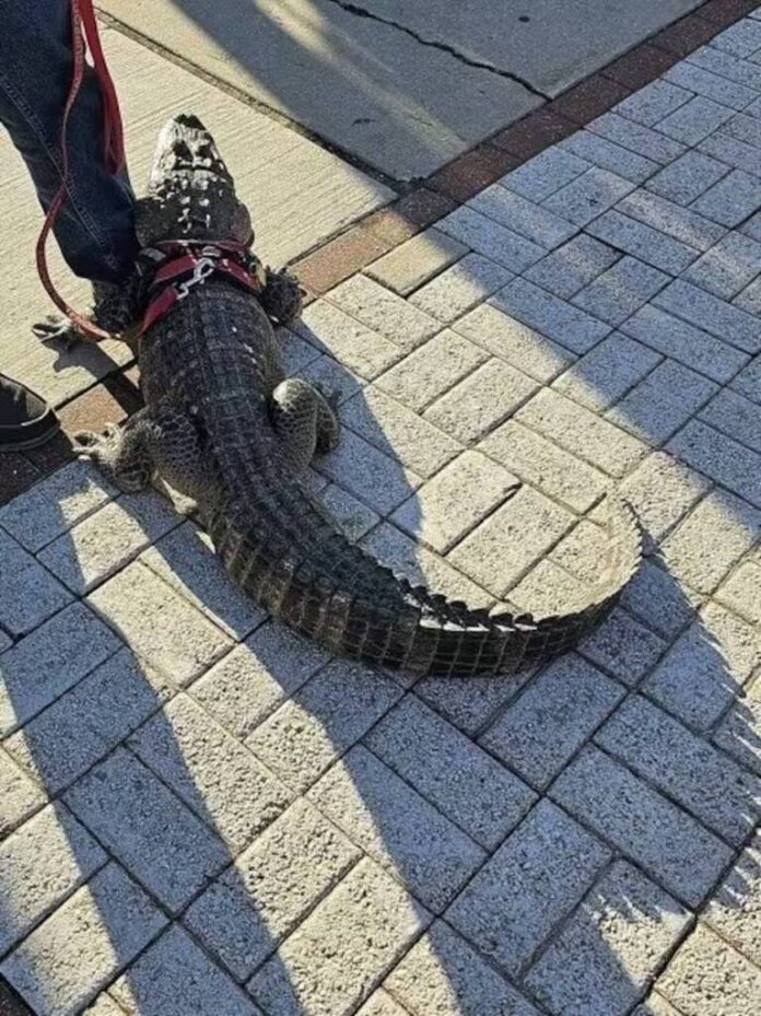 A venit la stadion cu aligatorul