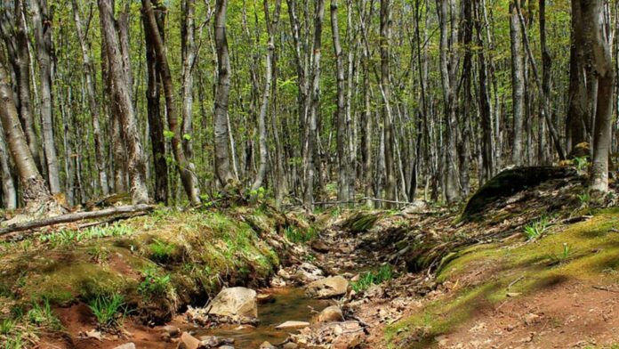 O fetiță de doi ani, dată dispărută, a fost găsită dormind în pădure, având unul dintre cei doi câini de familie sub ea ca o pernă pufoasă, în timp ce celălalt 