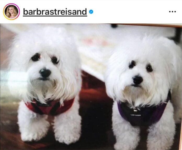 Barbra Streisand a clonat o dublură a câinelui dispărut
