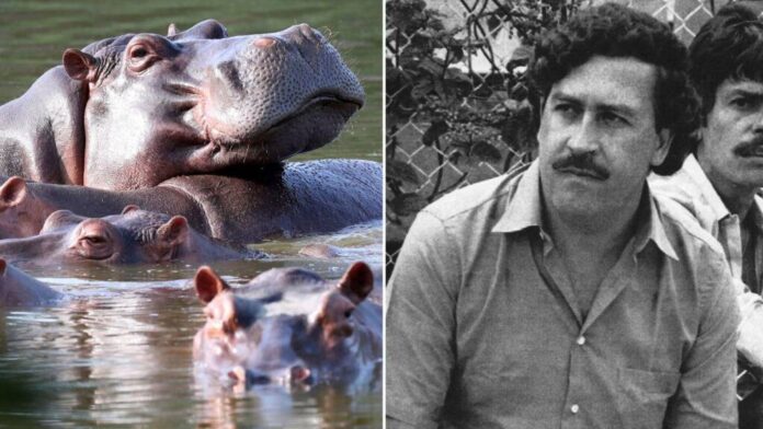 Columbia a început sterilizarea hipopotamilor descendenți ai animalelor de companie ale traficantului de droguri Pablo Escobar