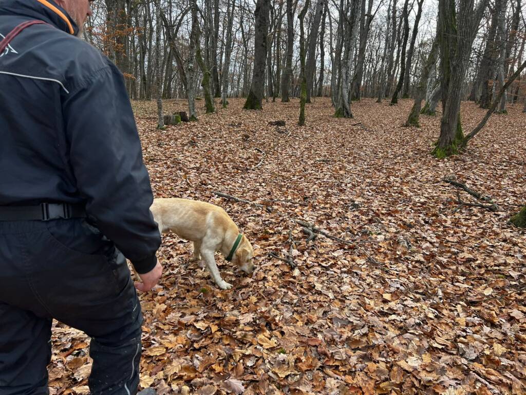 (P) Contribuția serviciilor de dresaj canin în îndeplinirea obiectivelor proiectului „Implementarea  Planului național de acțiune pentru conservarea populației de urs brun din România”