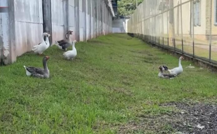O închisoare a înlocuit câinii de pază cu un cârd de gâște vigilente