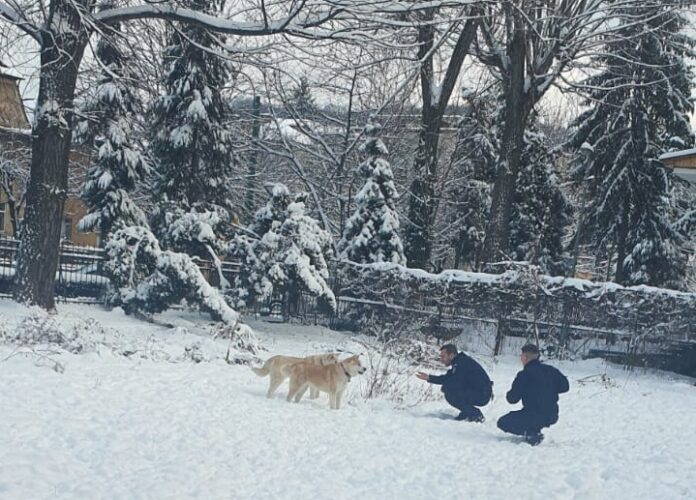 VIDEO: Două cățelușe Akita Inu și-au regăsit stăpâna cu ajutorul jandarmilor