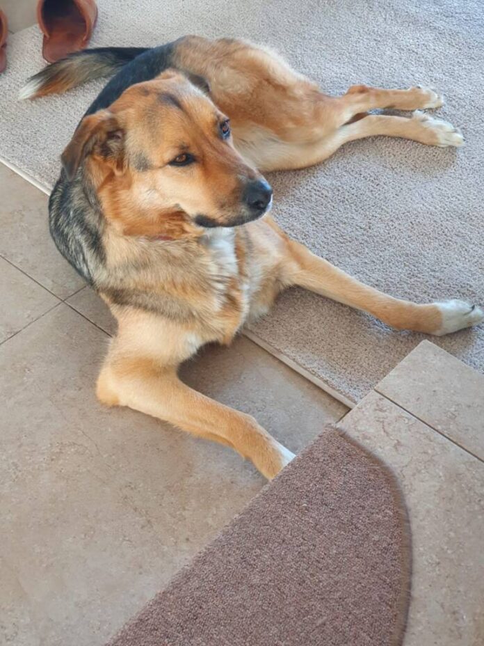 Cățelușă pierdută în Sânpetru. Răspunde la numele Sasha