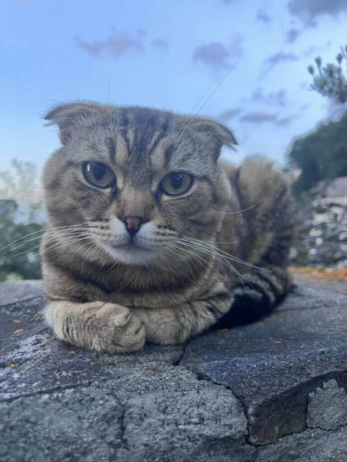 Pisică pierdută în Săcele. Răspunde la numele Ferdi