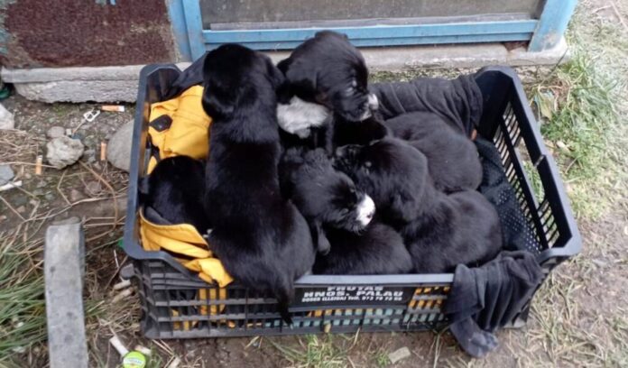 Bărbatul care a abandonat 9 cățeluși pe marginea drumului, lângă un magazin din Şona, judeţul Braşov, a fost identificat de Poliție