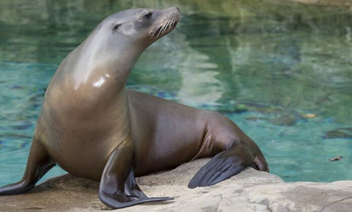 Pinguini, lei de mare, foci, din 2024, la Grădina Zoologică Brașov