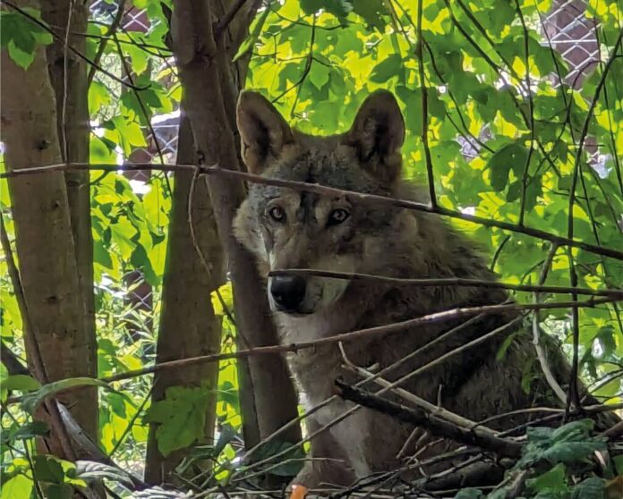 ”Ziua Mondială a Faunei Sălbatice”, sărbătorită la Grădina Zoologică Brașov