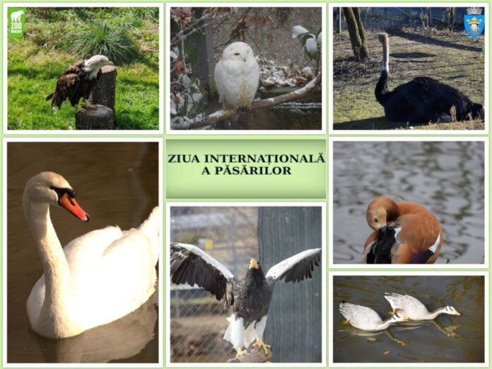 Ziua Internațională a Păsărilor, sărbătorită la Grădina Zoologică Brașov