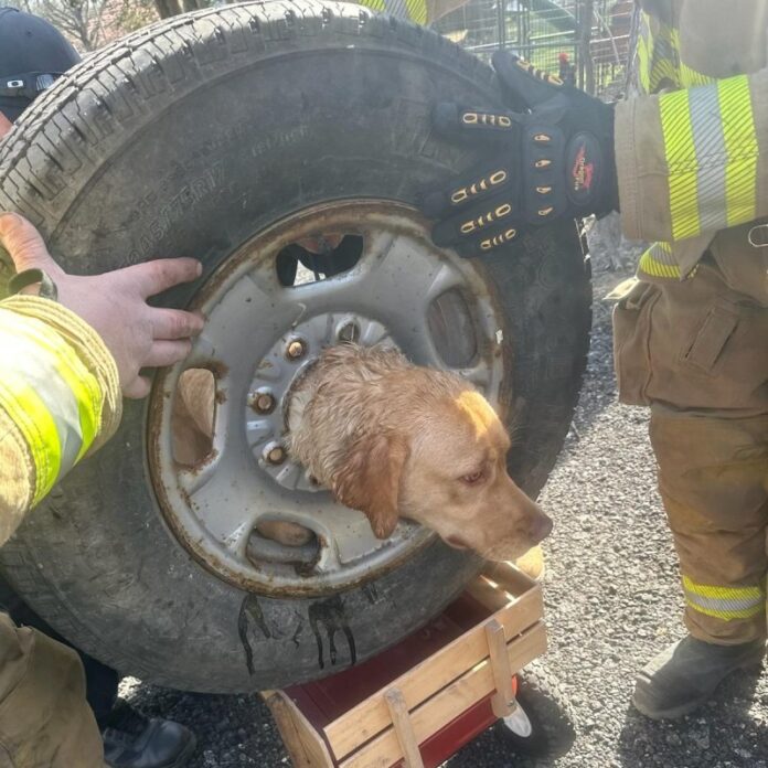 Câine blocat într-o jantă de mașină salvat de pompieri
