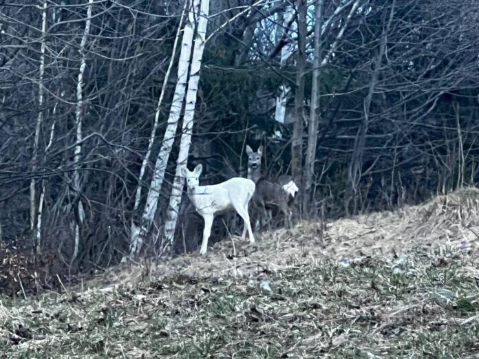 Pe traseul din zona Valea Porții din Bran