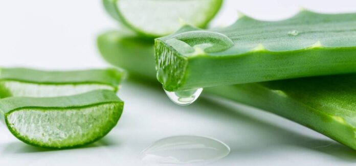 Aloe Vera, doctorul verde din casa ta