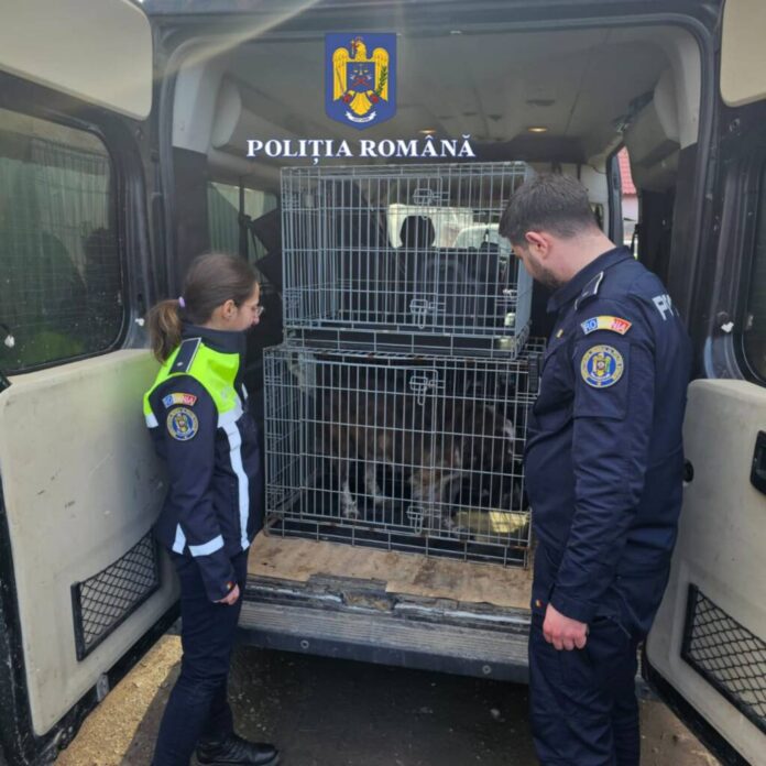 Săcele: Bărbați reținuți de polițiști după ce au organziat lupte ilegale între câini