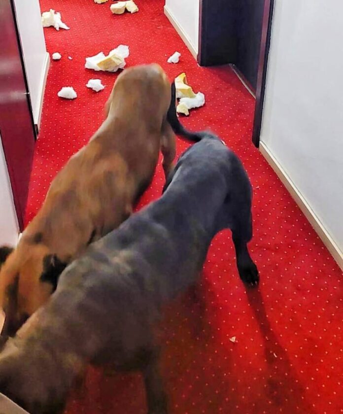 Proprietarii unor câini, amendați pentru că animalele au vizitat o pensiune din Brașov