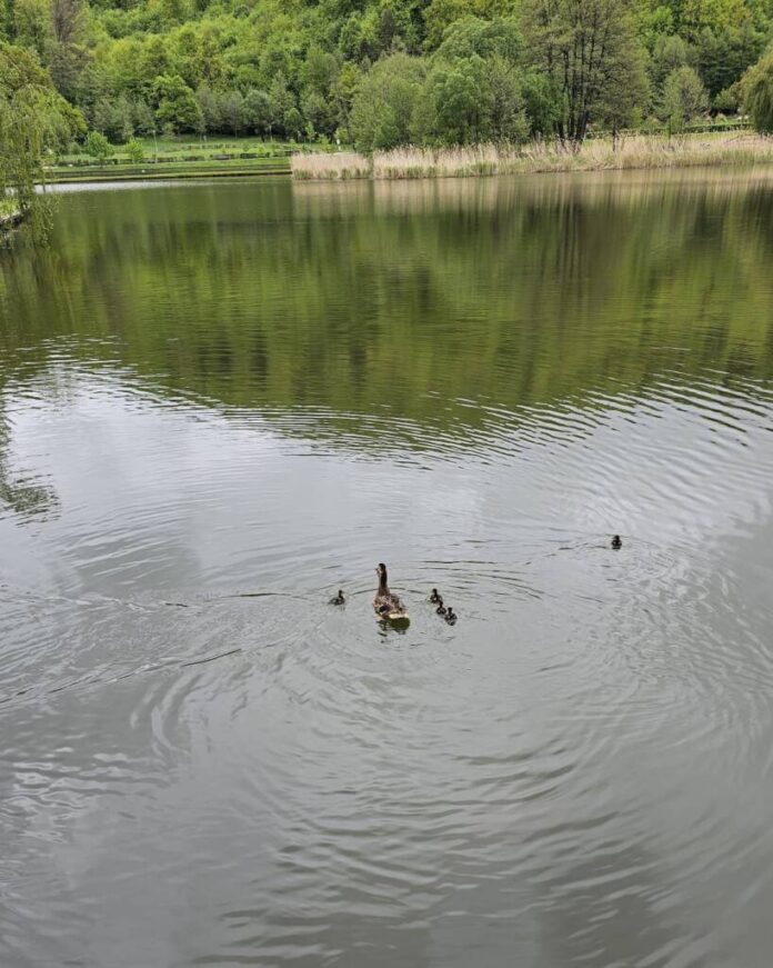 Pompierii au salvat 5 rățuște căzute într-un canal din zona lacului Noua