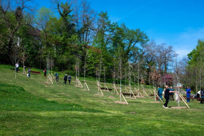 „Plantați în amintire” Brașov, parc de stejari roșii în Livada Poștei în memoria celor dragi