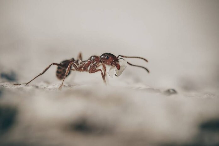 Simplu și natural: 12 metode de a scăpa de furnici