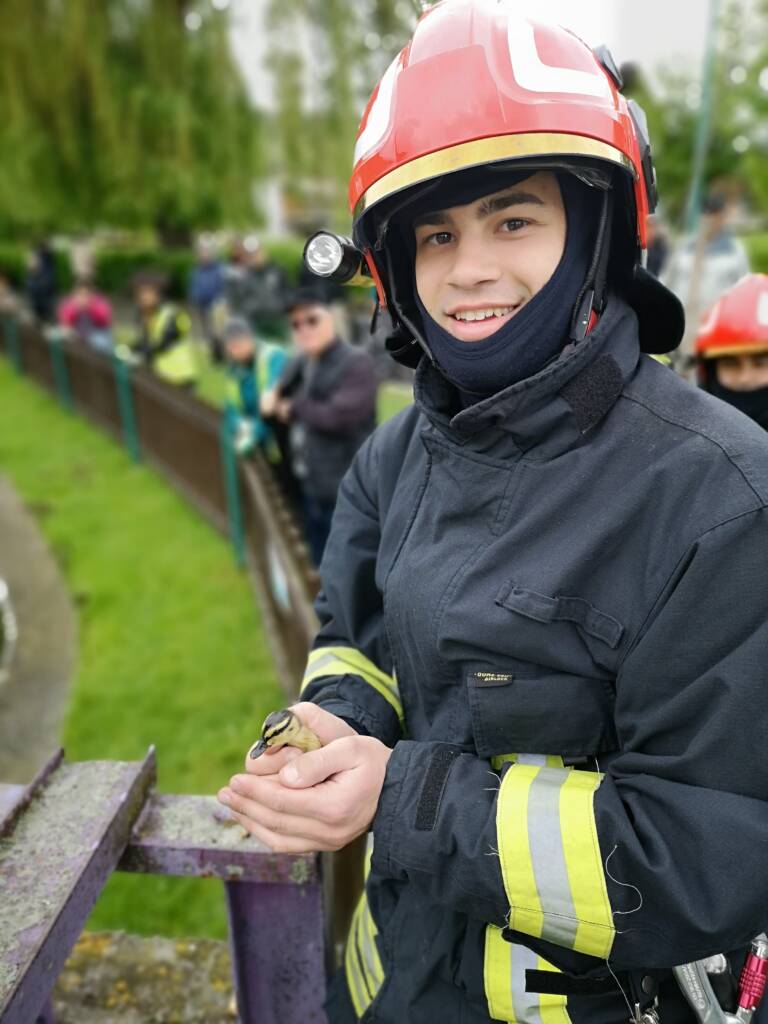 Pompierii au salvat 5 rățuște căzute într-un canal din zona lacului Noua