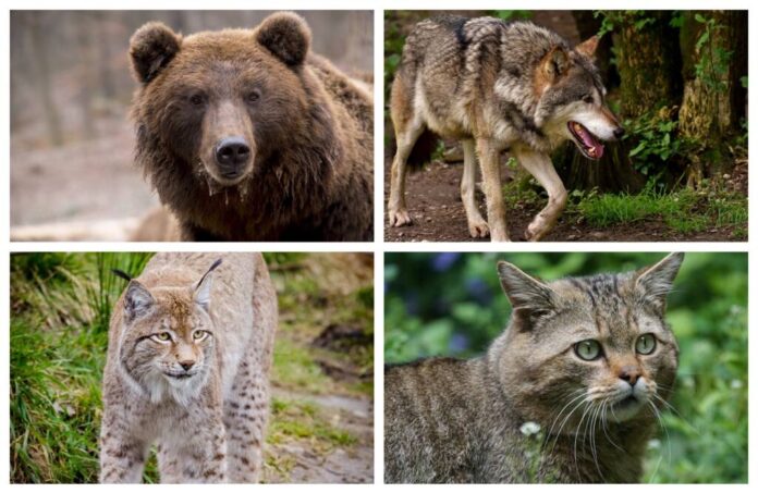 A început numărarea exemplarelor de urs, lup, râs, pisică sălbatică, specii de animale strict protejate, la nivelul județului Brașov