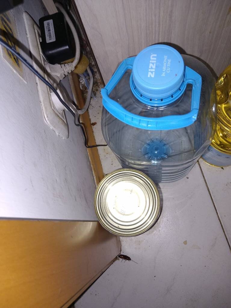 Gândac într-un meniu al restaurantului „La Mav”: Protecția Consumatorilor a dat amenzi de 30.000 lei și a închis temporar restaurantul
