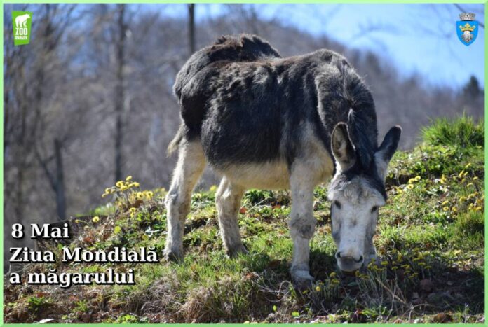 Ziua Mondială a Măgarului, sărbătorită la Grădina Zoologică Brașov