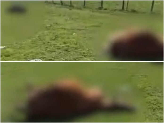 Animalele unui fermier de lângă Făgăraș au murit în chinuri. Cine le-a otrăvit?