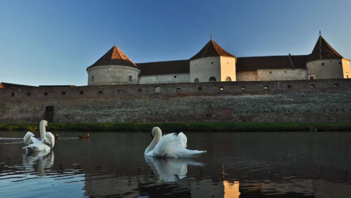 Putem admira, din nou, lebede pe lacul Cetății Făgărașului
