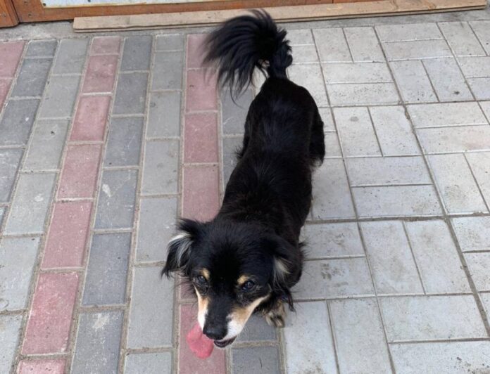 Câine pierdut în Bod. Răspunde la numele Bubico