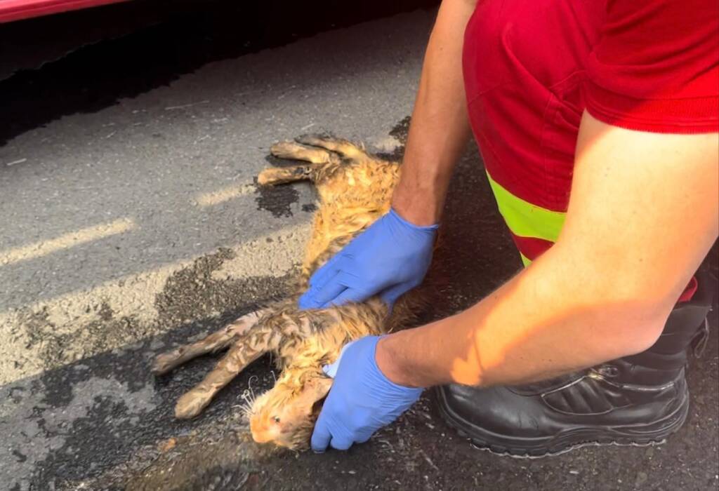 FOTO: Pompierii brașoveni au salvat din flăcări 2 pisici
