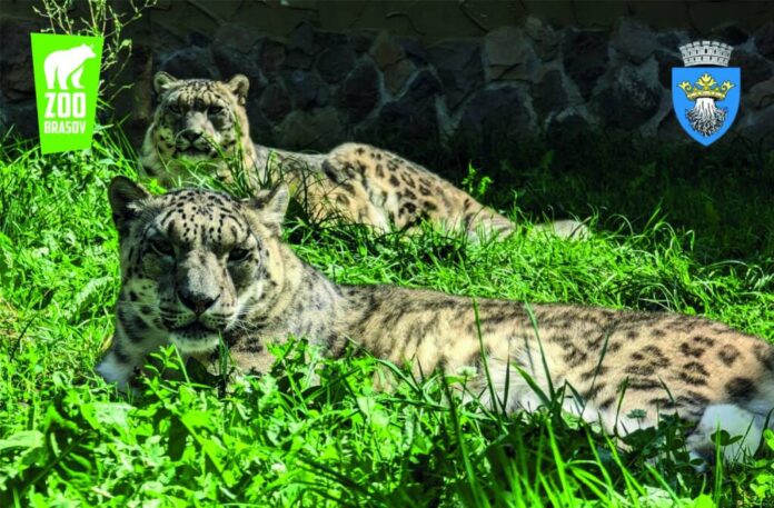 În zilele călduroase, animalele de la Zoo Brașov au dietă specială și apă în permanență