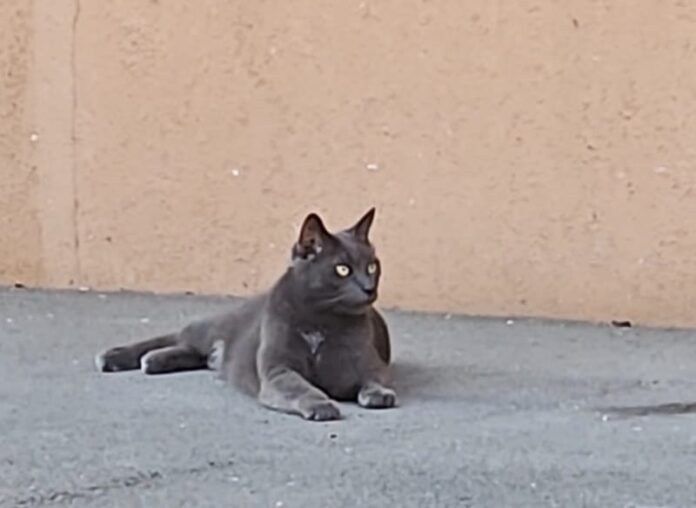 Motan pierdut în Brașov