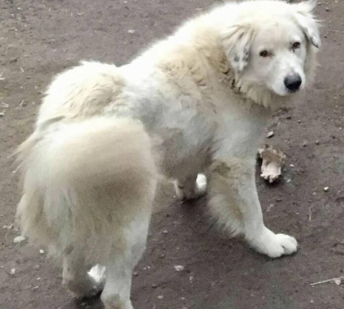 UPDATE / Câinele pierdut în Stupini a fost găsit