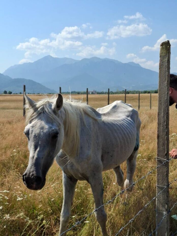 Un cal care nu era îngrijit cum trebuie, salvat de oamenii legii, iar proprietarul animalului a primit dosar penal