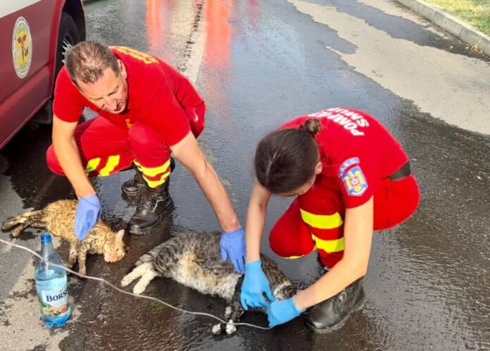 FOTO: Pompierii brașoveni au salvat din flăcări 2 pisici