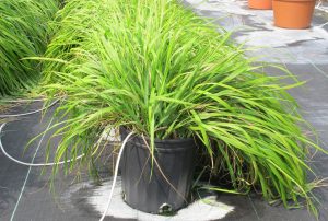 Plante care resping ţânţarii şi alte insecte din grădină