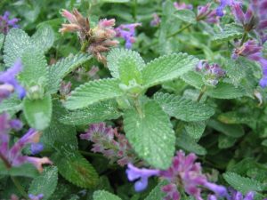 Plante care resping ţânţarii şi alte insecte din grădină