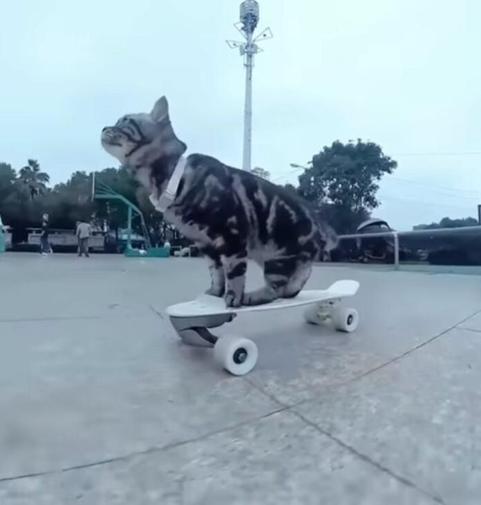 Un motan a stabilit un record mondial de viteză pe skateboard