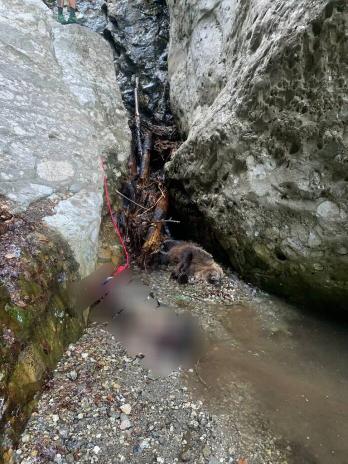 Tragedie sângeroasă: Tânără de 19 ani omorâtă de urs pe traseul Jepii Mici din Bușteni