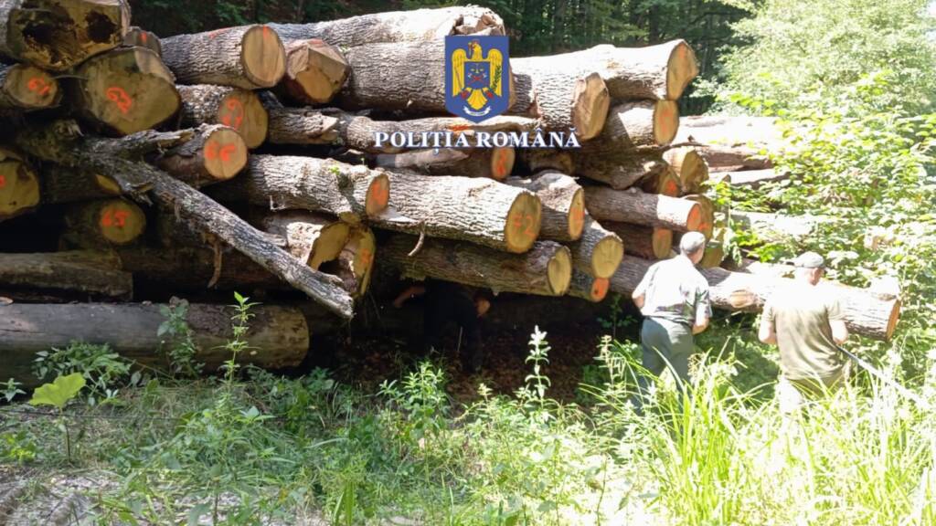 O societate comercială din Bran, care se ocupă cu lemne, amendată cu 30.000 de lei