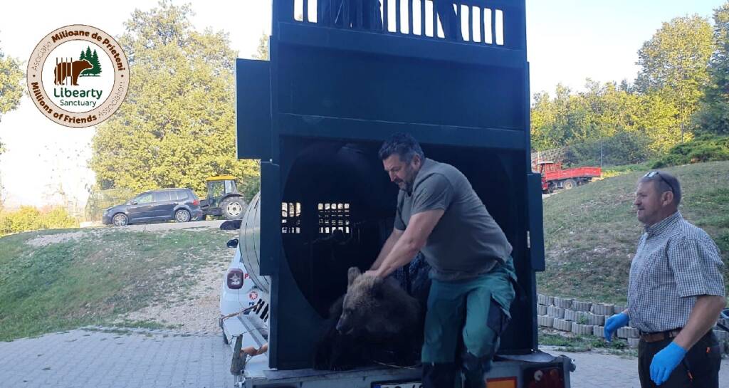 5 pui de urs, orfani, au ajuns la sanctuarul de urși de la Zărnești (FOTO)