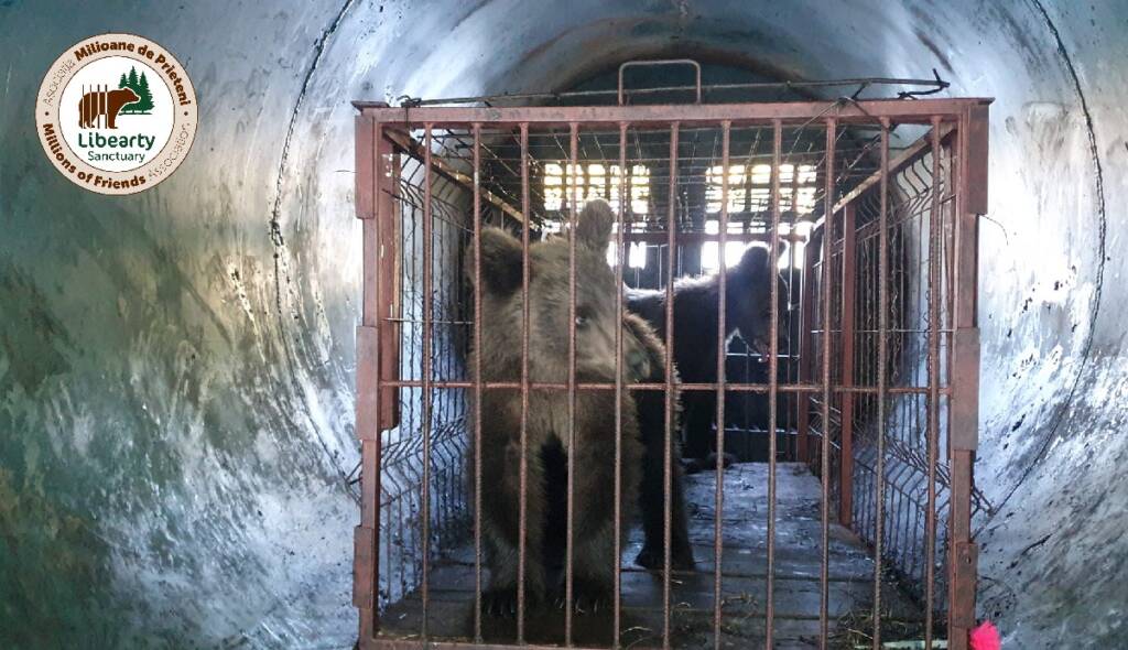 5 pui de urs, orfani, au ajuns la sanctuarul de urși de la Zărnești (FOTO)