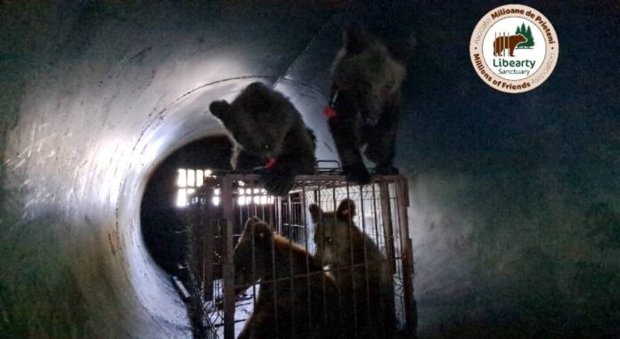 5 pui de urs, orfani, au ajuns la sanctuarul de urși de la Zărnești (FOTO)