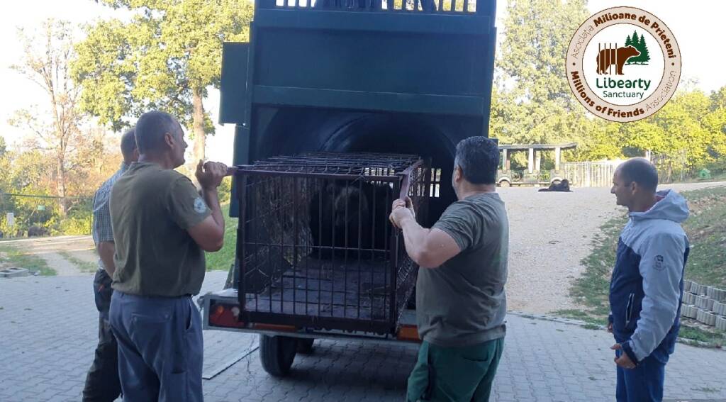 5 pui de urs, orfani, au ajuns la sanctuarul de urși de la Zărnești (FOTO)